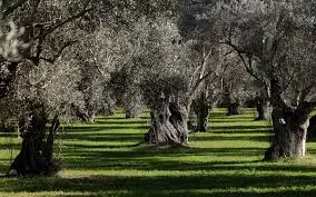 Σύγχρονα ελαιοτριβεία