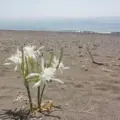 Πώς πρέπει να γίνεται ο καθαρισμός των παραλιών [Video]