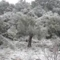 H μεγάλη Καμάδα (η ανείπωτη παγωνιά) ή ο «Κάης» του 1850-