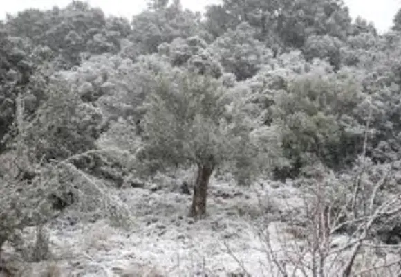 H μεγάλη Καμάδα (η ανείπωτη παγωνιά) ή ο «Κάης» του 1850-