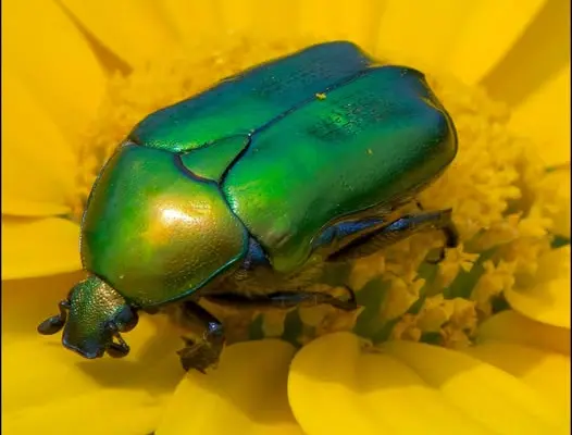 Λόγος περί… “ξιμπαμπούλας” στην Ίμβρο και στη Λέσβο