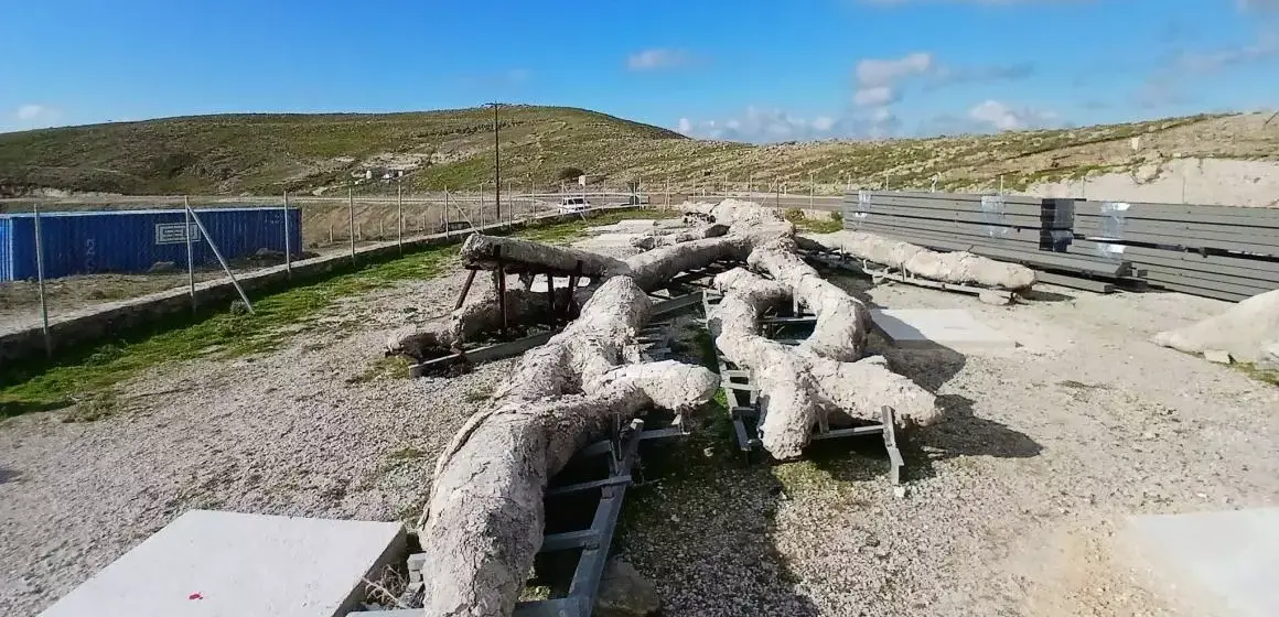 Το δένδρο που νίκησε τον χρόνο: «Ξαναζεί» στη Λέσβο μετά από 18 εκατ. χρόνια