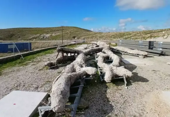 Το δένδρο που νίκησε τον χρόνο: «Ξαναζεί» στη Λέσβο μετά από 18 εκατ. χρόνια