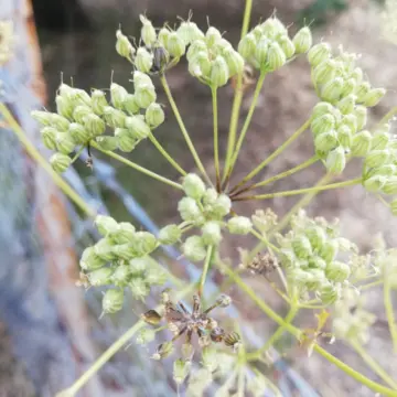 Γλυκάνισος η Λισβοριανή, του Δούκα Αλβανού