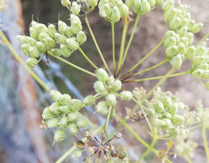 glikanisos5 Γλυκάνισος η Λισβοριανή, του Δούκα Αλβανού