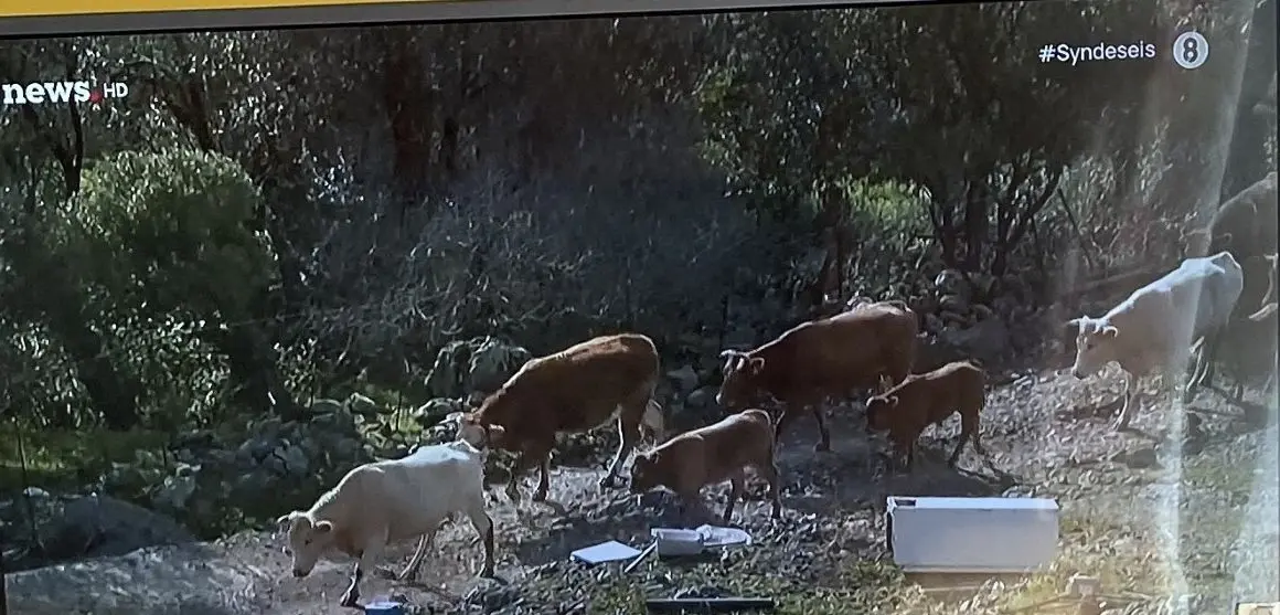 IMG_5170 Οι κτηνοτρόφοι της ΔΕ Πολιχνίτου ενημερώνονται, αγωνιούν και αυτοπροστατεύονται