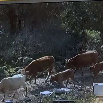 IMG_5170 Οι κτηνοτρόφοι της ΔΕ Πολιχνίτου ενημερώνονται, αγωνιούν και αυτοπροστατεύονται