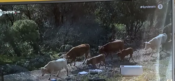 IMG_5170 Οι κτηνοτρόφοι της ΔΕ Πολιχνίτου ενημερώνονται, αγωνιούν και αυτοπροστατεύονται