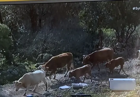 Οι κτηνοτρόφοι της ΔΕ Πολιχνίτου ενημερώνονται, αγωνιούν και αυτοπροστατεύονται