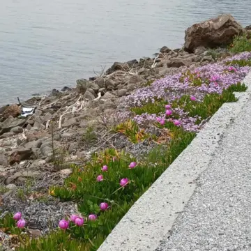 ΑΝΟΙΞΙΑΤΙΚΟΣ ΠΟΛΙΧΝΙΤΟΣ!!!