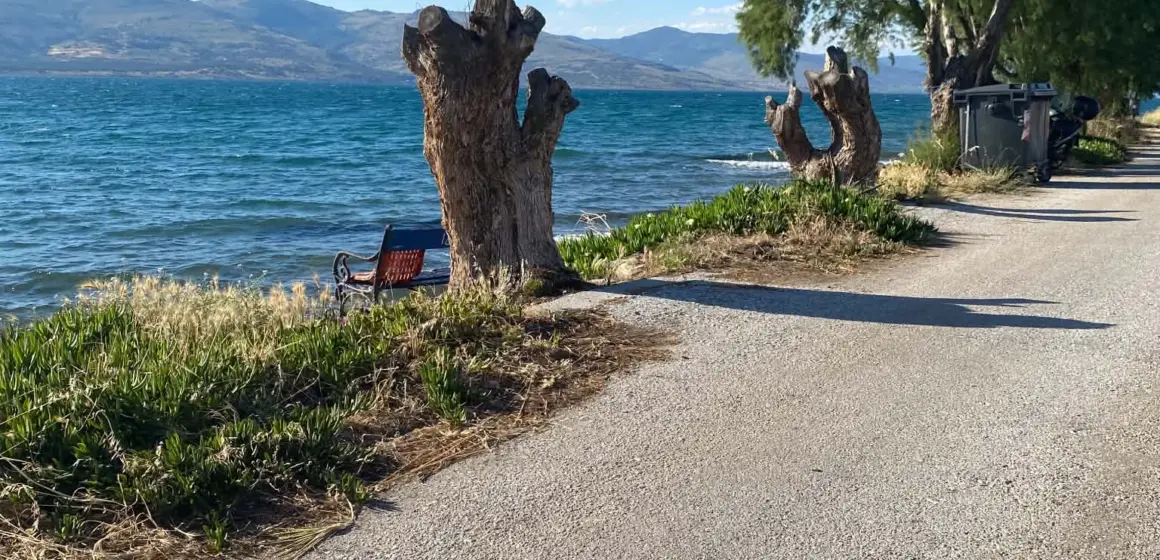 armyrikia3- Κομμένα αρμυρίκια στην Περιβόλα, πράξη αυθαιρεσίας και βαρβαρότητας