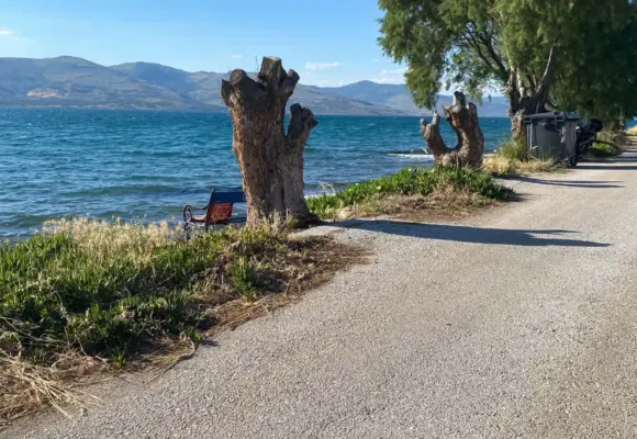 Κομμένα αρμυρίκια στην Περιβόλα, πράξη αυθαιρεσίας και βαρβαρότητας
