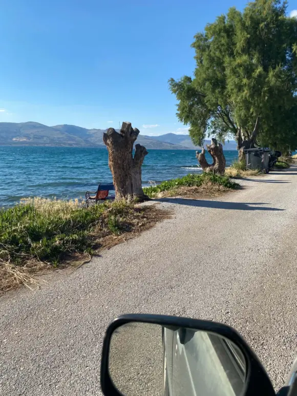 Κομμένα αρμυρίκια στην Περιβόλα, πράξη αυθαιρεσίας και βαρβαρότητας