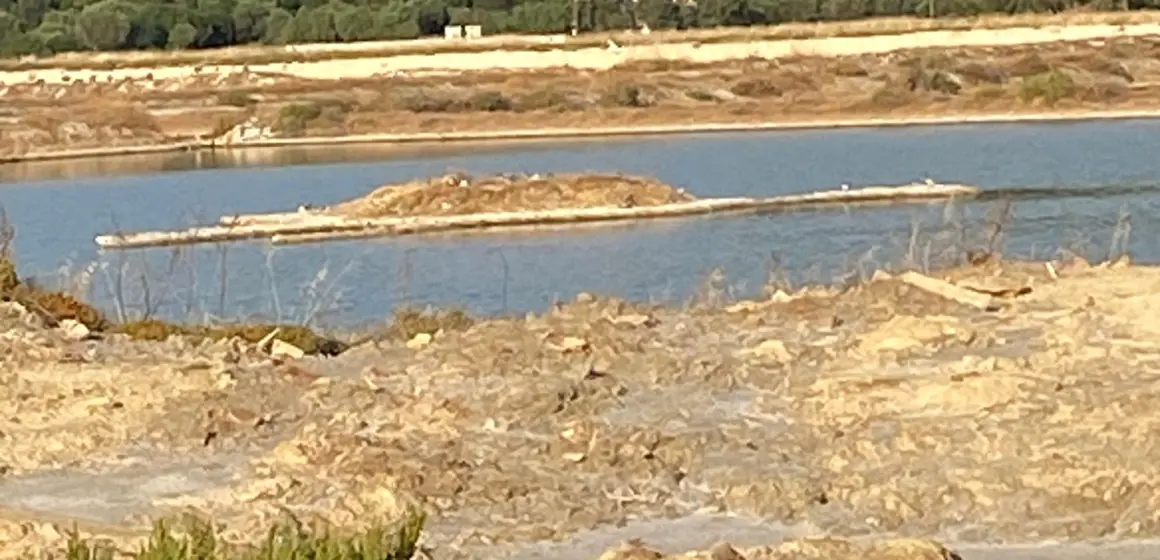 Ορνιθοπαρατήρηση στην αλυκή της Σκάλας Πολιχνίτου
