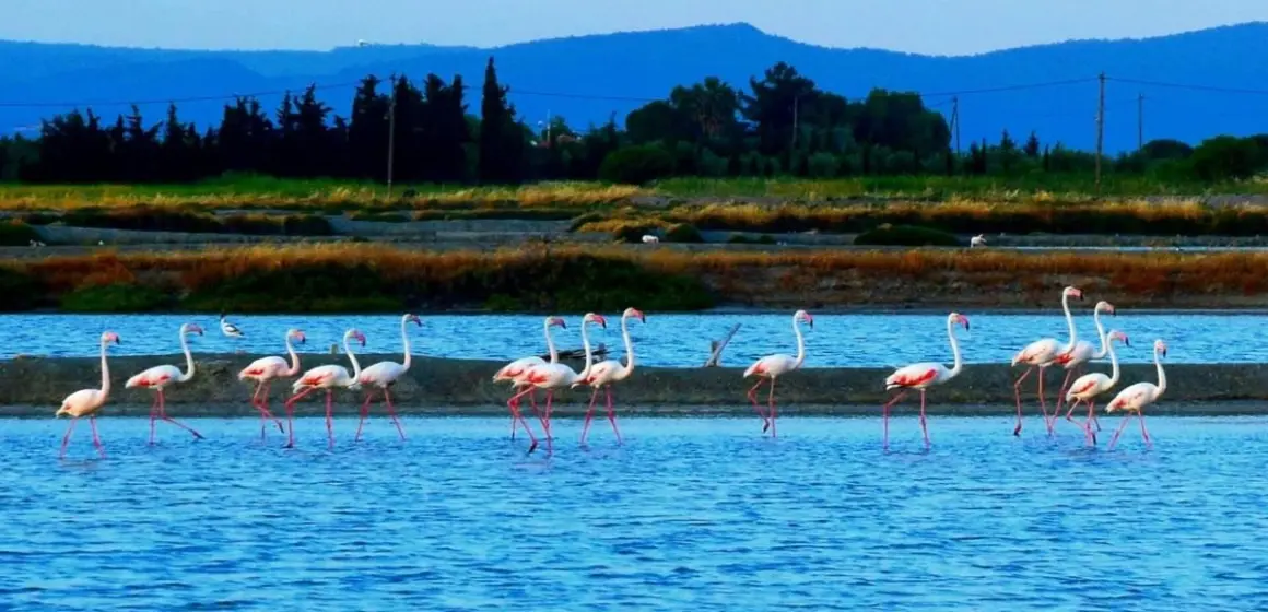 arapoglou arapoglou